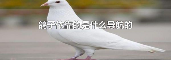 鸽子依靠的是什么导航的