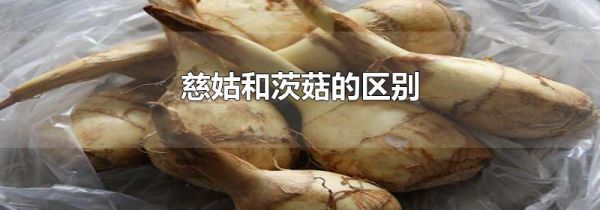 慈姑和茨菇的区别
