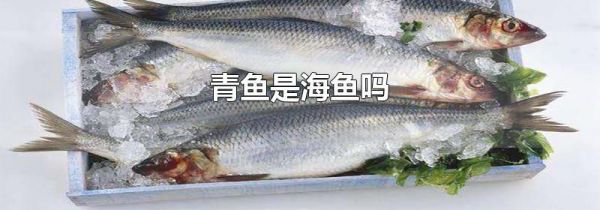 青鱼是海鱼吗