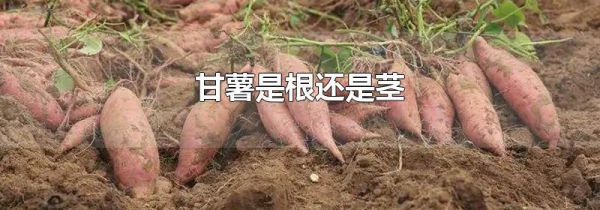 甘薯是根还是茎