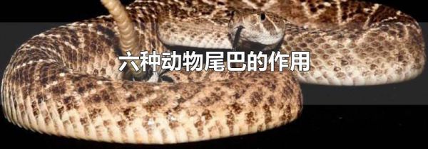 六种动物尾巴的作用