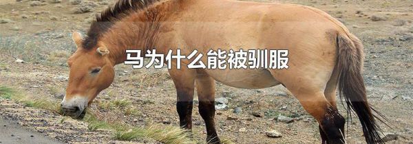 马为什么能被驯服