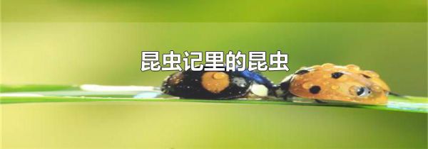 昆虫记里的昆虫