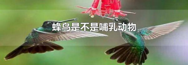蜂鸟是不是哺乳动物