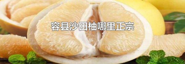 容县沙田柚哪里正宗