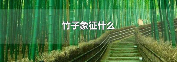 竹子象征什么