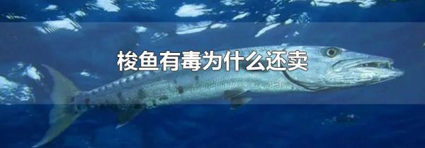 梭鱼有毒为什么还卖