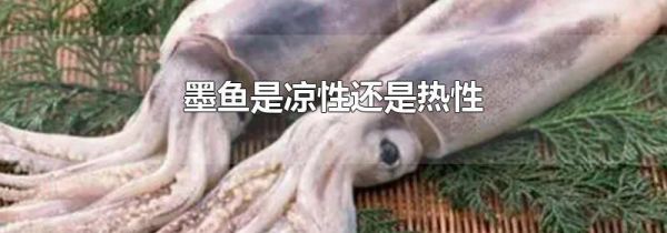 墨鱼是凉性还是热性
