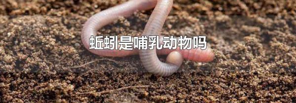 蚯蚓是哺乳动物吗