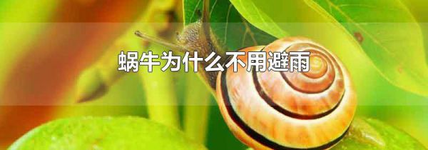 蜗牛为什么不用避雨