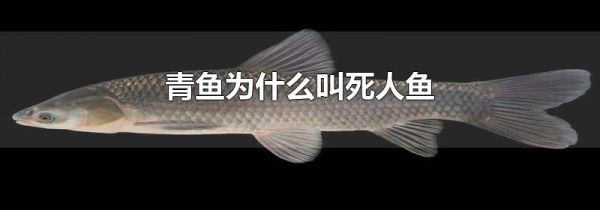 青鱼为什么叫死人鱼