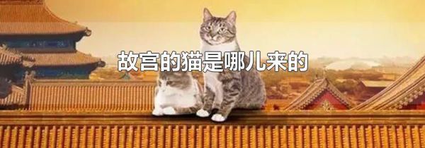 故宫的猫是哪儿来的