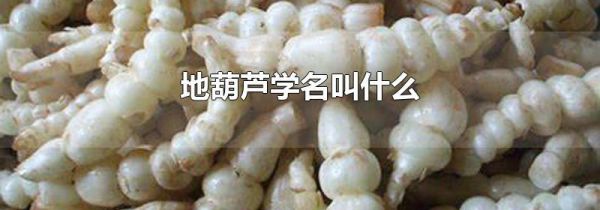 地葫芦学名叫什么