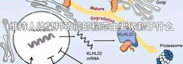 维持人体某种功能的稳态主要依赖于什么