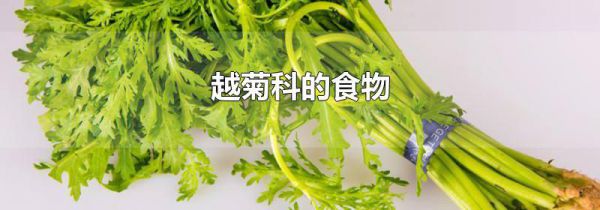 越菊科的食物
