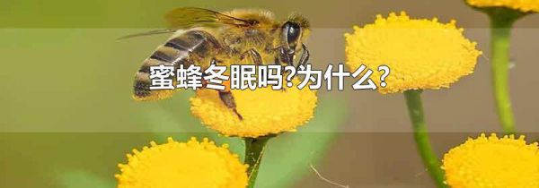 蜜蜂冬眠吗?为什么?