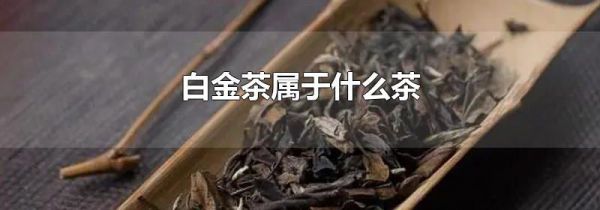 白金茶属于什么茶