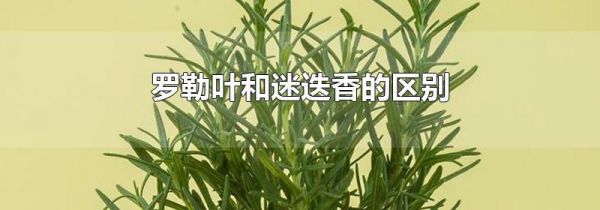 罗勒叶和迷迭香的区别