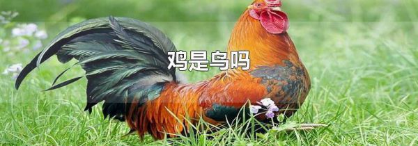 鸡是鸟吗