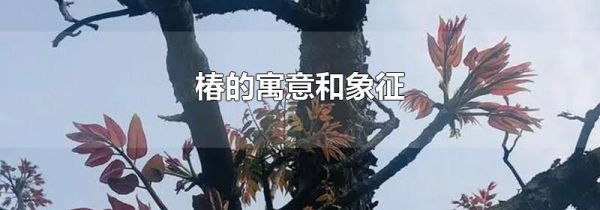 椿的寓意和象征
