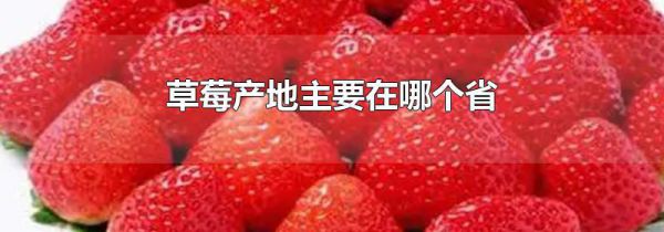 草莓产地主要在哪个省