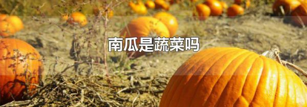 南瓜是蔬菜吗