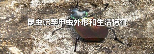 昆虫记圣甲虫外形和生活特征