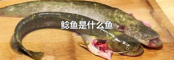 鲶鱼是什么鱼