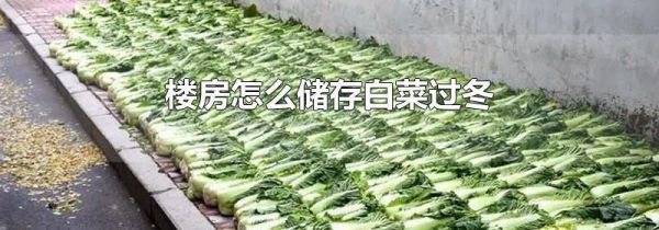 楼房怎么储存白菜过冬