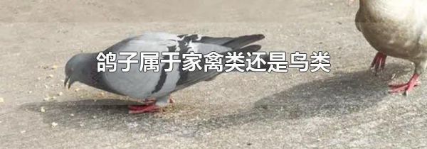 鸽子属于家禽类还是鸟类