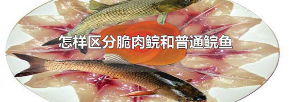 怎样区分脆肉鲩和普通鲩鱼