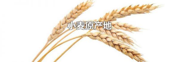 小麦原产地