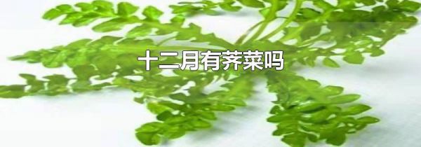 十二月有荠菜吗