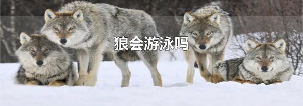 狼会游泳吗