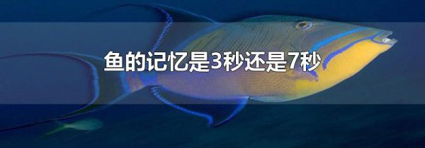 鱼的记忆是3秒还是7秒
