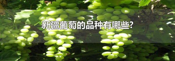新疆葡萄的品种有哪些?