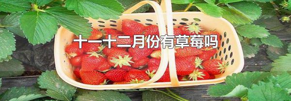 十一十二月份有草莓吗