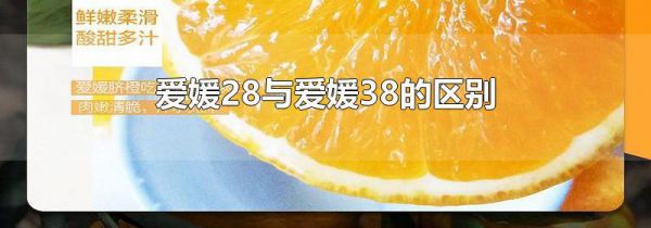 爱媛28与爱媛38的区别