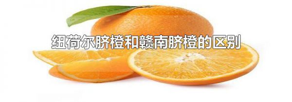 纽荷尔脐橙和赣南脐橙的区别