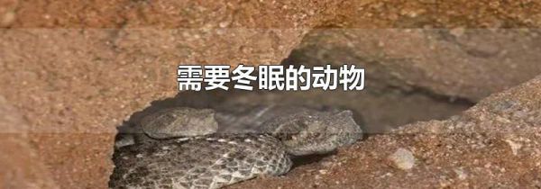 需要冬眠的动物