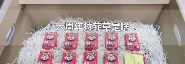 六周年拉菲草是啥