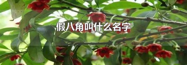 假八角叫什么名字