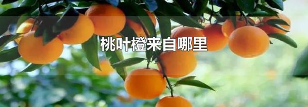 桃叶橙来自哪里