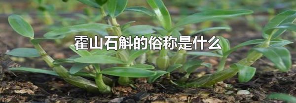 霍山石斛的俗称是什么