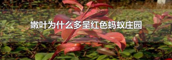 嫩叶为什么多呈红色蚂蚁庄园