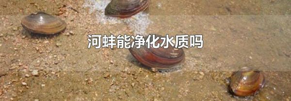 河蚌能净化水质吗
