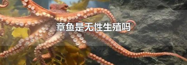 章鱼是无性生殖吗