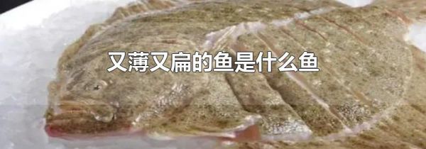 又薄又扁的鱼是什么鱼