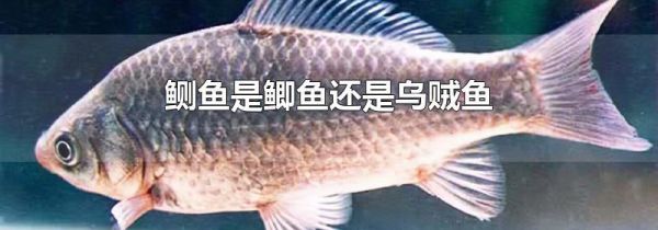 鲗鱼是鲫鱼还是乌贼鱼