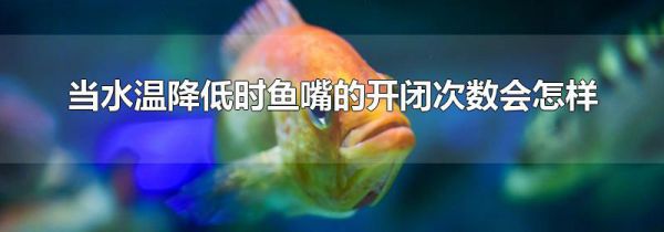 当水温降低时鱼嘴的开闭次数会怎样